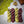 Leloa shawl kit (without pattern) - Dyed to order