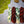 Leloa shawl kit (without pattern) - Dyed to order