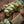 Kid Mohair et Soie - Lace - Culloden