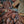 Merinos Superwash Nylon - Fingering - Xaden