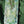 Lothlórien bookmark