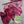 Sock Blank Merinos Superwash Nylon - Fingering - Ombrage