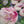 Merinos Superwash Nylon - Fingering - Prudence