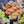 Merinos Superwash Nylon Stellina - Fingering - Miss Sharma